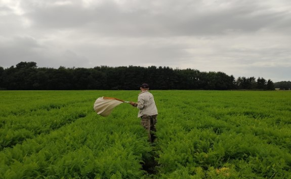 Student sampling insects in field